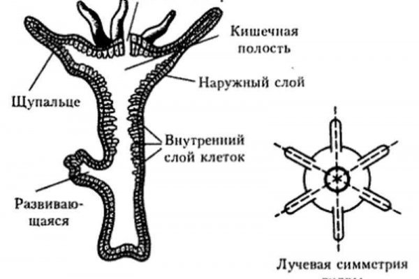 Как восстановить аккаунт кракен